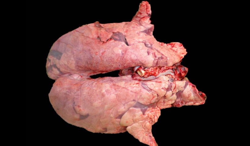 图2:猪肺炎支原体与prrsv混合感染的猪肺.