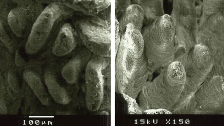 Figura 2. Imagen de microscopio electr&oacute;nico de la superficie de mucosa duodenal en lechones destetados alimentados con A: dieta sin fibra a&ntilde;adida (altura vellosidades: 538&micro;m), y B: lignocelulosa a 1% (altura vellosidades: 616&micro;m) (Adaptado de Silva-Guillen et al., 2022).

