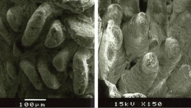 Figura 2. Imagen de microscopio electr&oacute;nico de la superficie de mucosa duodenal en lechones destetados alimentados con A: dieta sin fibra a&ntilde;adida (altura vellosidades: 538&micro;m), y B: lignocelulosa a 1% (altura vellosidades: 616&micro;m) (Adaptado de Silva-Guillen et al., 2022).
