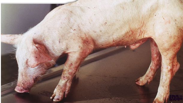 PMWS on piglet. Dr Morvan, LDA22