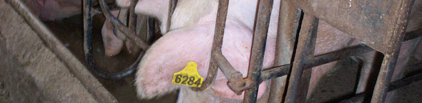 Knowing the sows' age