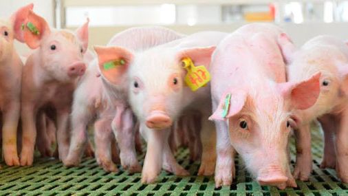 Piglets