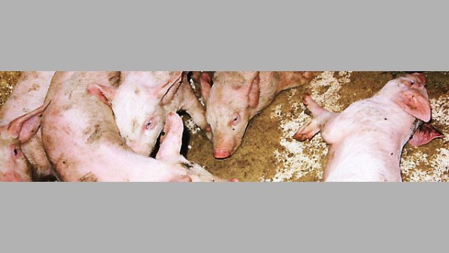 Acute form of the disease caused by S suis