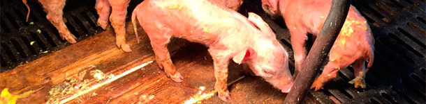 Severe watery yellow diarrhoea and dehydration in PED affected piglets