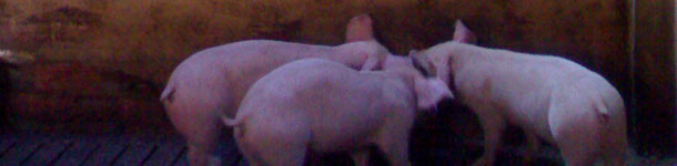 Improving the environmental conditions in the fattening quarters