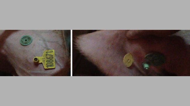 We identify the sow with its final number (ID) in 2 ear tags