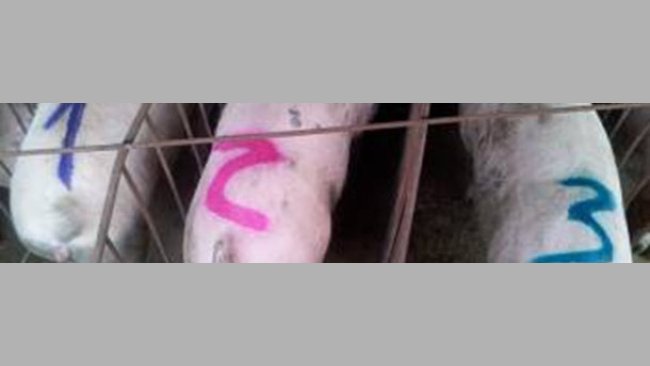 Marked sows