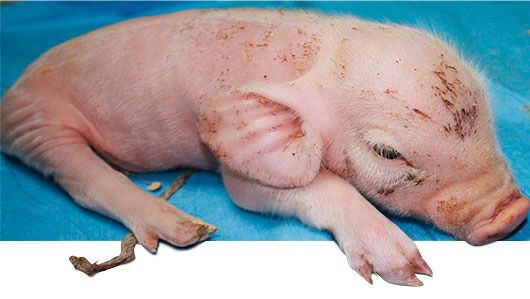 Affected piglet