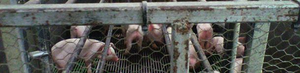 Farrowing crate with the fence and the early weaned piglets