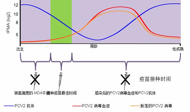 Optimal time for piglet PCV2 vaccination