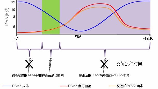 Optimal time for piglet PCV2 vaccination