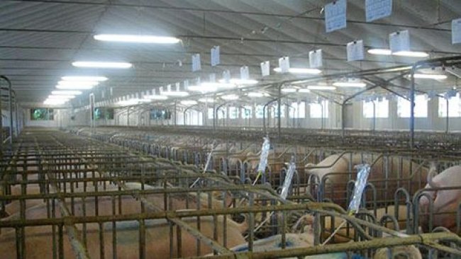 Insemination with springs