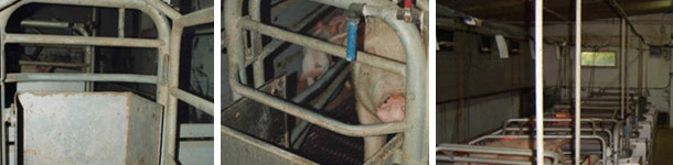 Hand-feeding in very big feeders. The sow has a drinker with a medium flow available, but we have a tap in each place to add water when the time of the meals come or whenever we wish to.
