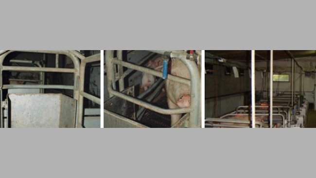 Hand-feeding in very big feeders. The sow has a drinker with a medium flow available, but we have a tap in each place to add water when the time of the meals come or whenever we wish to.