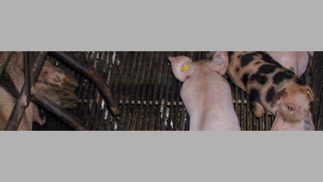 Piglets with a tattoo on their ear