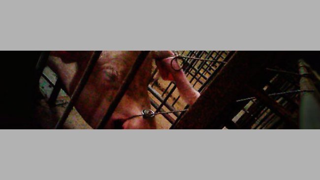 Restraining the sows with two pig holders to draw blood from them