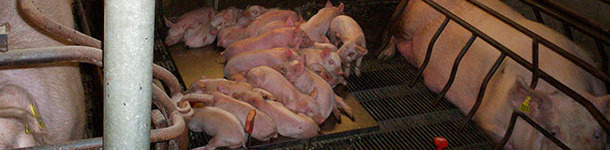 Use of the space in the farrowing pens