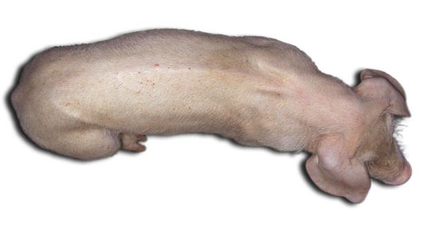 Three months pigs with PCV2-SD. Note the marked spine, indicative of growth retardation, and body pallor