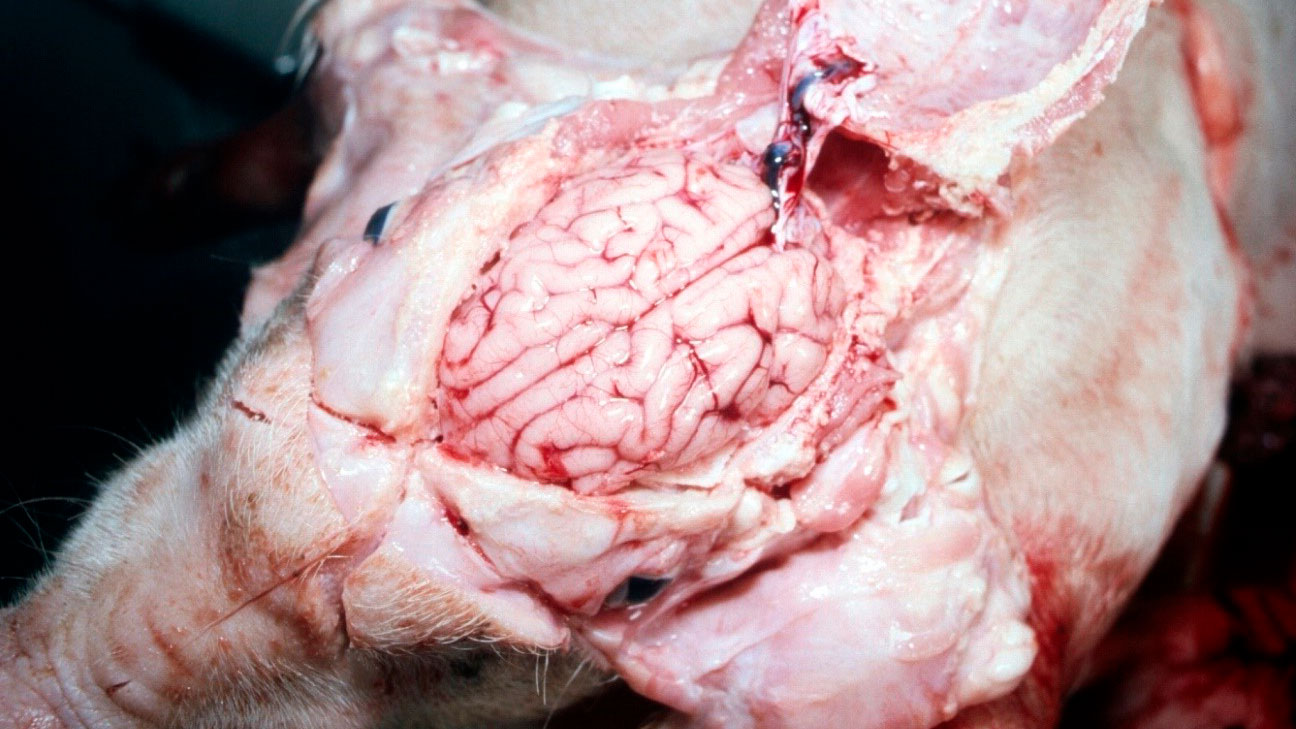 猪身上的血管的照片图片
