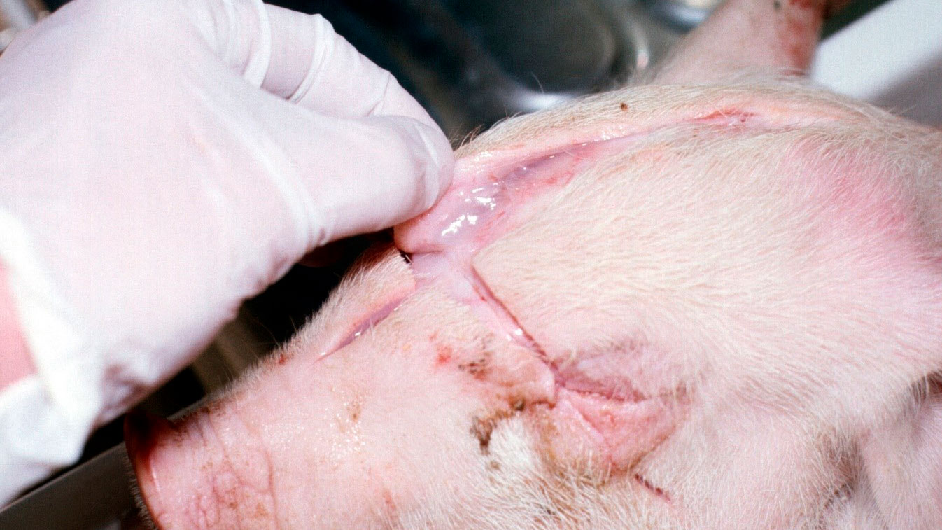 2 头骨皮下水肿(图3)图2:发病猪眼睛肿胀figure 2