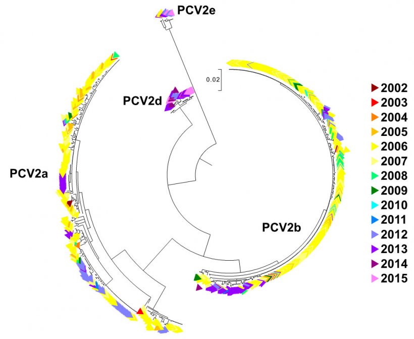 Figure 2. Maximum likelihood phylogenetic tree. The 729 ORF2 sequences from the UMN-VDL PCV2 database are colored by year acquired. The genotypes are noted.
