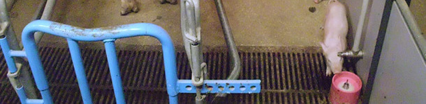 Providing a milk replacer to the piglets from their first days of life is one of the options that we have to manage hyperprolificacy. On these systems, the hygiene of all the process is key for avoiding digestive pathologies.