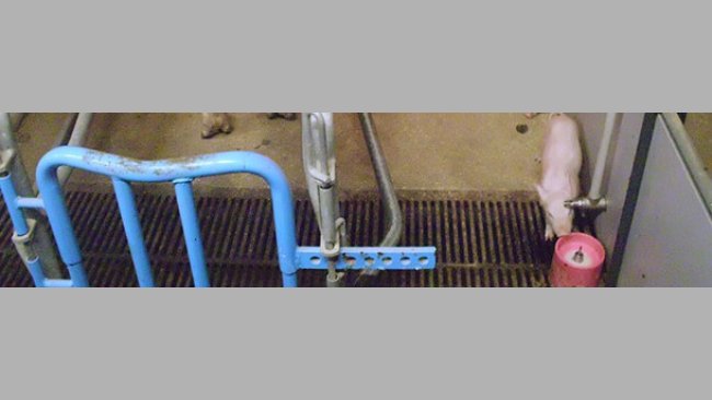 Providing a milk replacer to the piglets from their first days of life is one of the options that we have to manage hyperprolificacy. On these systems, the hygiene of all the process is key for avoiding digestive pathologies.