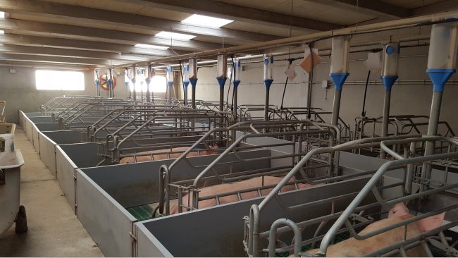 Figure 2. The cost of a farrowing room with a double passage is a 10% higher, but it simplifies work because it provides good access to the feed trough and the rear of the farrowing pen.