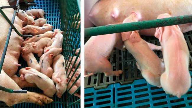 Photos 1 and 2. Left: litter with lack of milk intake. Right: Low-viability piglets with poor milk intake.
