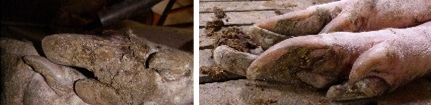 Lesions in sows' hooves