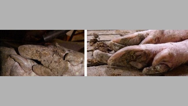 Lesions in sows' hooves