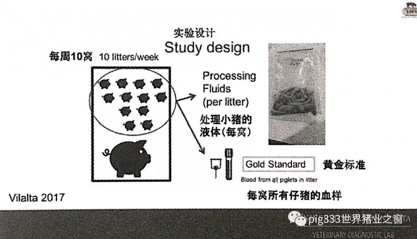 Pig333wechat 17