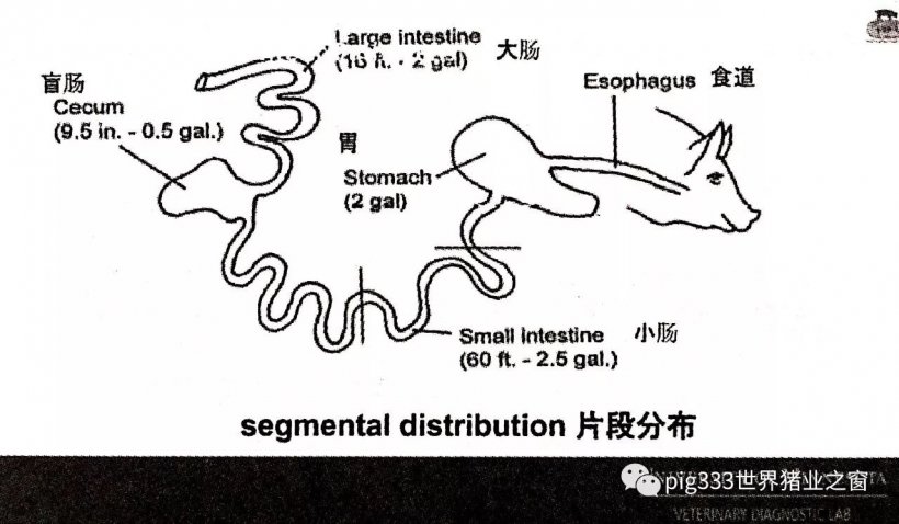 Pig333wechat 49