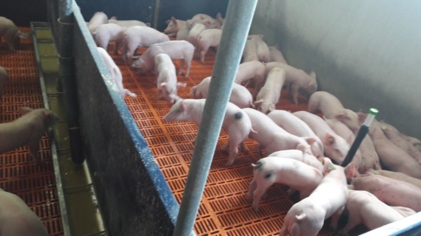 Foto 3.- The weaned piglets consumed the milk replacer from the red bowl but not the liquid feed with the pre-starter from the trough.&nbsp;
