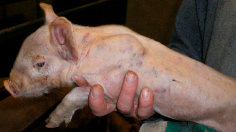 Figure 3. Fighting marks and widespread sub-epithelial haemorrhages in a 7 day old piglet
