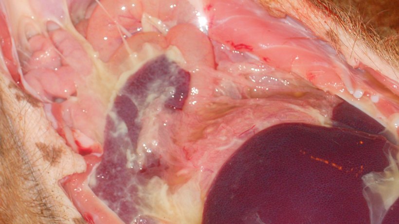 Polyserositis observed in systemic disease due to M. Hyorhinis
