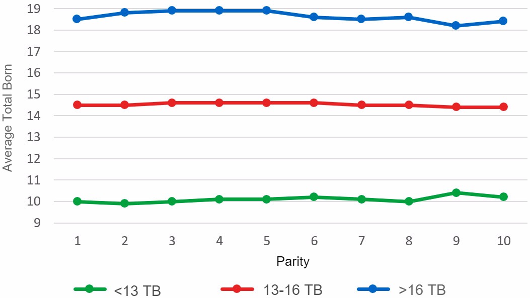 <p>Graph&nbsp;4: Average piglets Total Born&nbsp;(TB) according to parity&nbsp;for litters of less than 13, between 13 and 16&nbsp;or more than 16 Total Born piglets.&nbsp;Analysis of&nbsp;93.896 farrowings&nbsp;from hyperprolific sows recorded from&nbsp;October 14 to September 16 &nbsp;</p>
