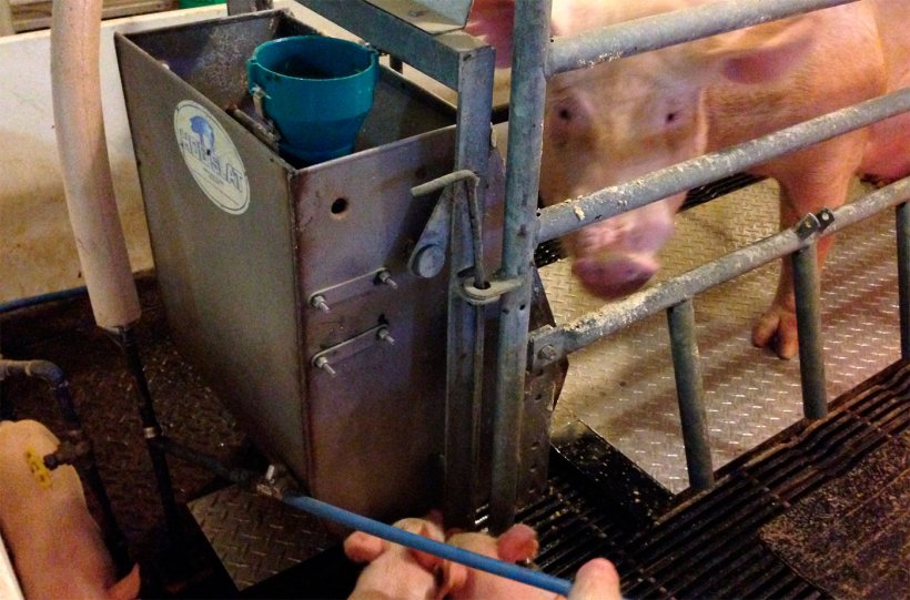 Figure 2 &ndash; Purdue prototype hog cooling pad being tested in farrowing house.
