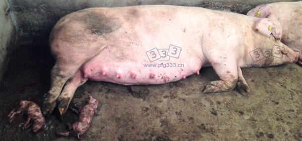 母猪临产前的图片图片