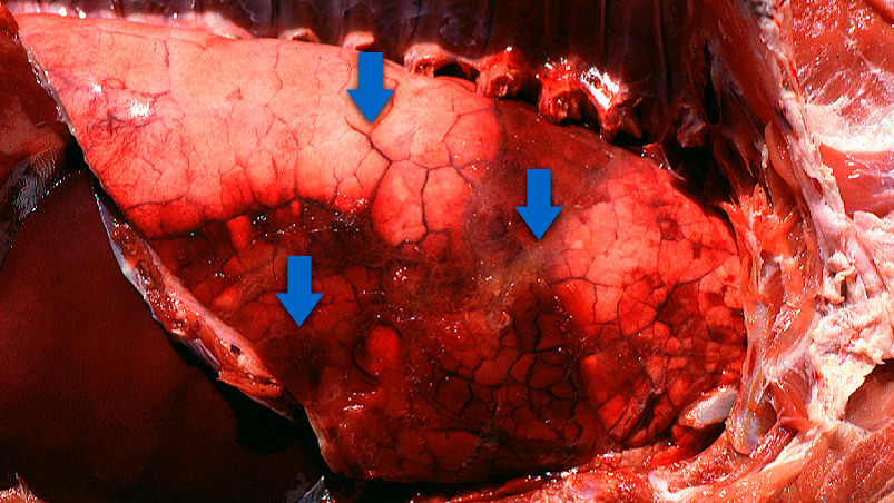 Pleuropneumonia in swine
