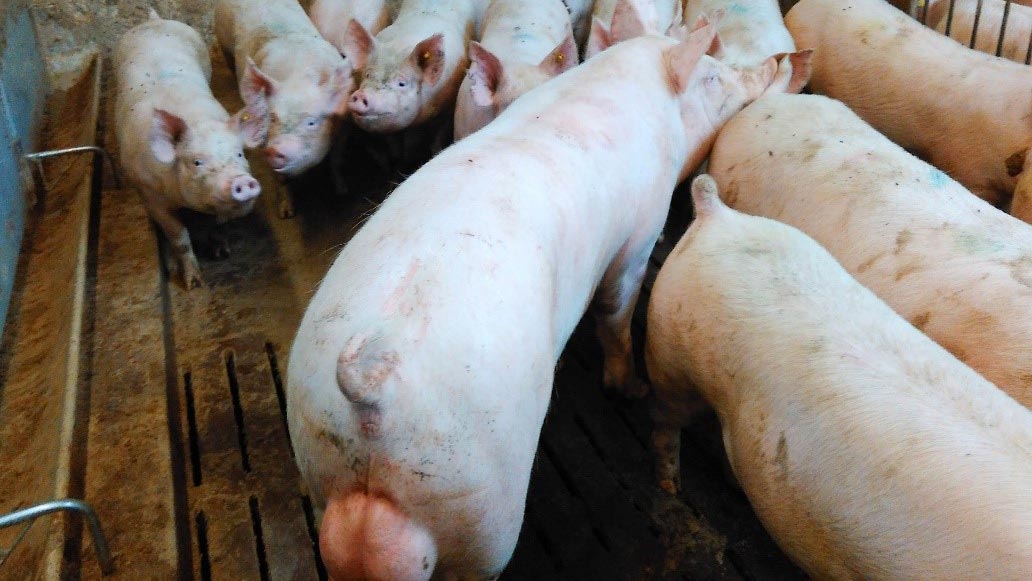 Photo 1. Heat control during the acclimation period is one of the key farm management aspects. It allows inseminating the gilt on its second or third recorded heat. It also allows knowing which gilts are not cycling properly.
