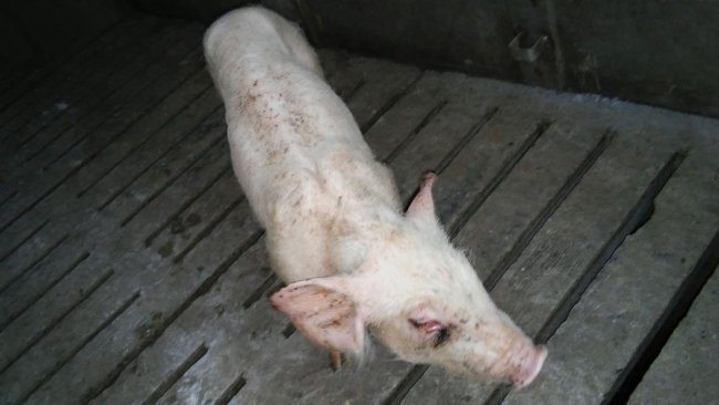 Figure 4. Weaner pig with respiratory distress and ill-thrift.