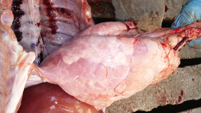 Figure 7. Interstitial pneumonia with marked lung consolidation of the ventral diaphragmatic lobe.
