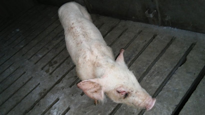 Figure 4. Weaner pig with respiratory distress and ill-thrift.
