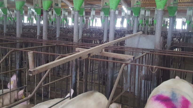 The doors in the front corridor facilitate heat detection and mating. It is very important that the doors can be opened and closed from behind.