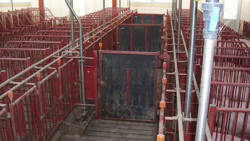 The doors in the front corridors must close every 5 stalls to allow heat detection and mating of groups of 10 sows.