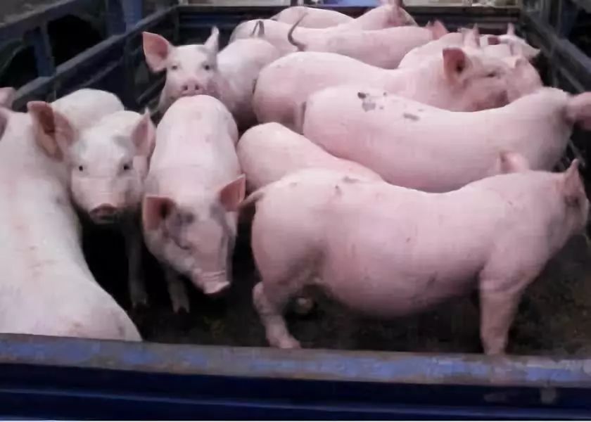Pig333wechat 2