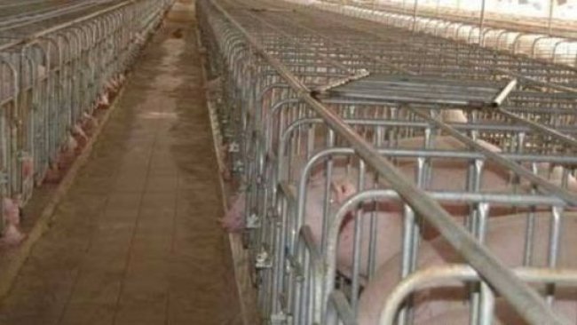 Pig333wechat