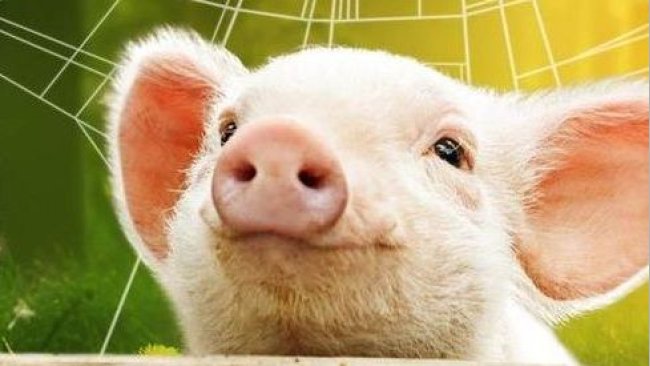 Pig333wechat