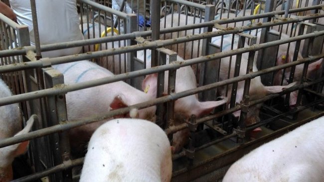 Photo 2. Stalls in the breeding area must allow easy access for a correct stimulation of the sows before insemination